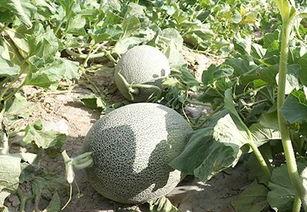 酱紫娱乐吃瓜,揭秘娱乐圈最新吃瓜事件 第2张 酱紫娱乐吃瓜,揭秘娱乐圈最新吃瓜事件 第2张